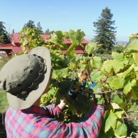 Vendemmia dell'Albana 2014