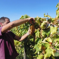 Vendemmia dell'Albana 2014