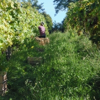 Vendemmia dell'Albana 2014