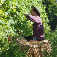 Vendemmia dell'Albana 2014