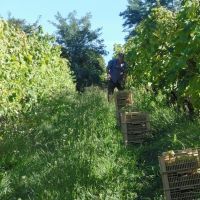 Vendemmia dell'Albana 2014